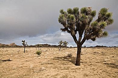 《JOJO的奇妙冒险 群星之战 重制版》川尻浩作角色预告